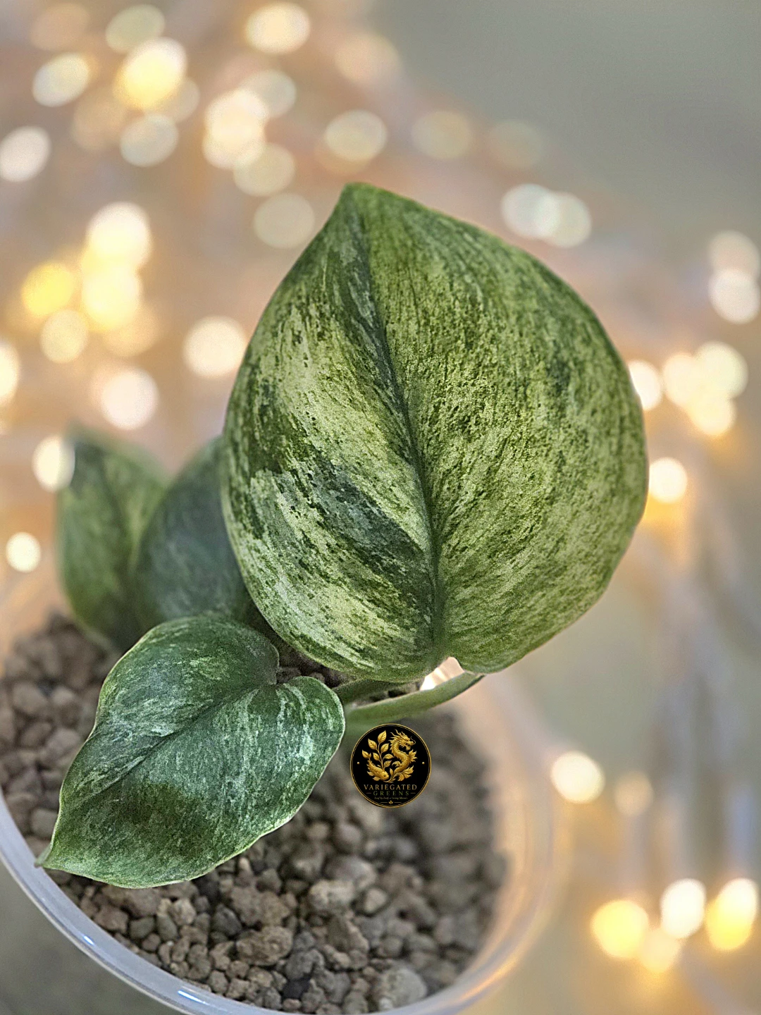 Scindapsus treubii Marble "Mossbound Verdure"