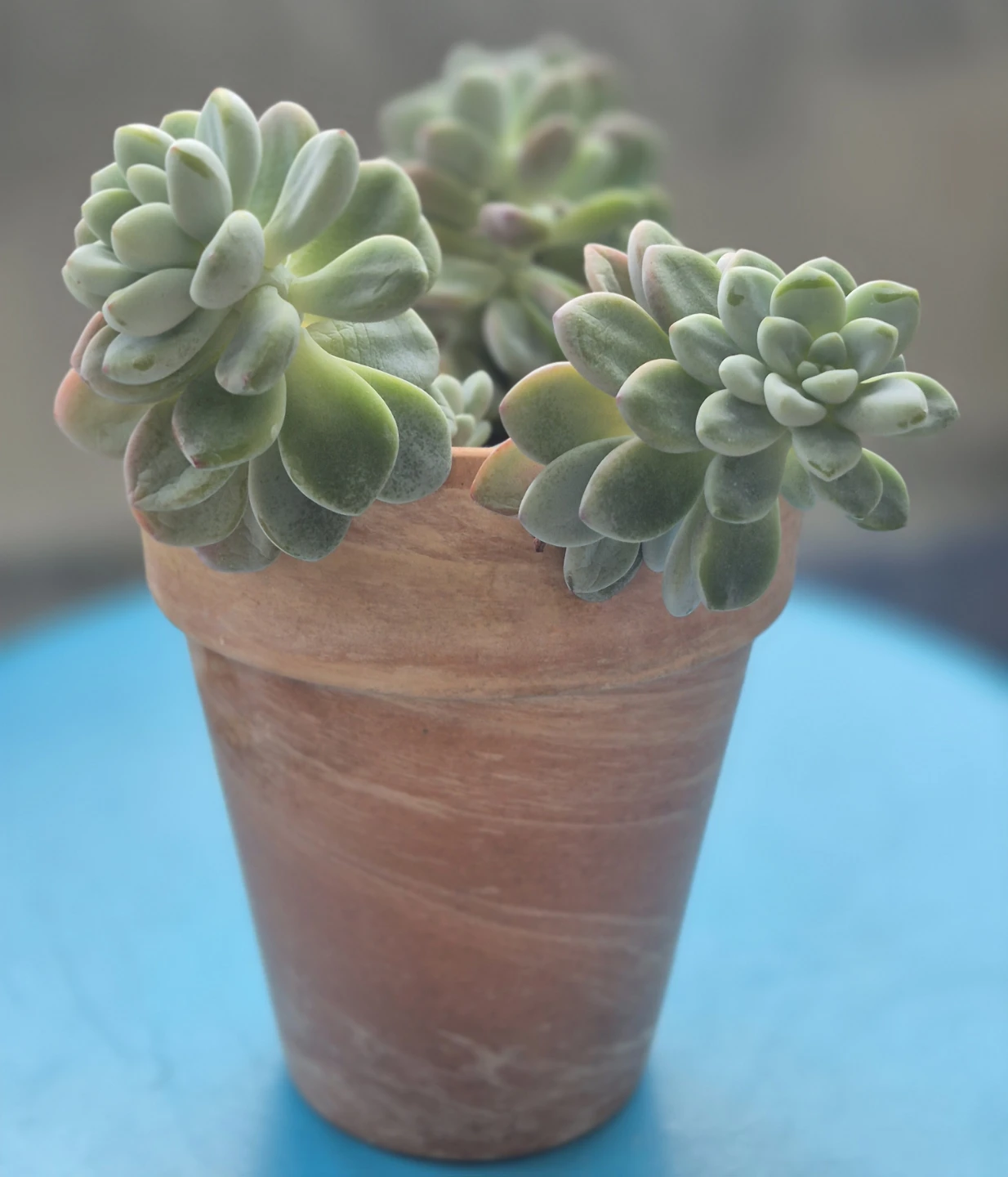 Succulent plant in terracotta pot