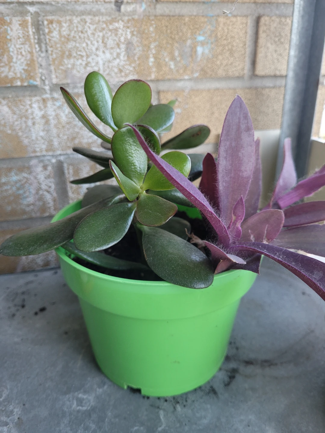 Jade plant and purple heart in pot