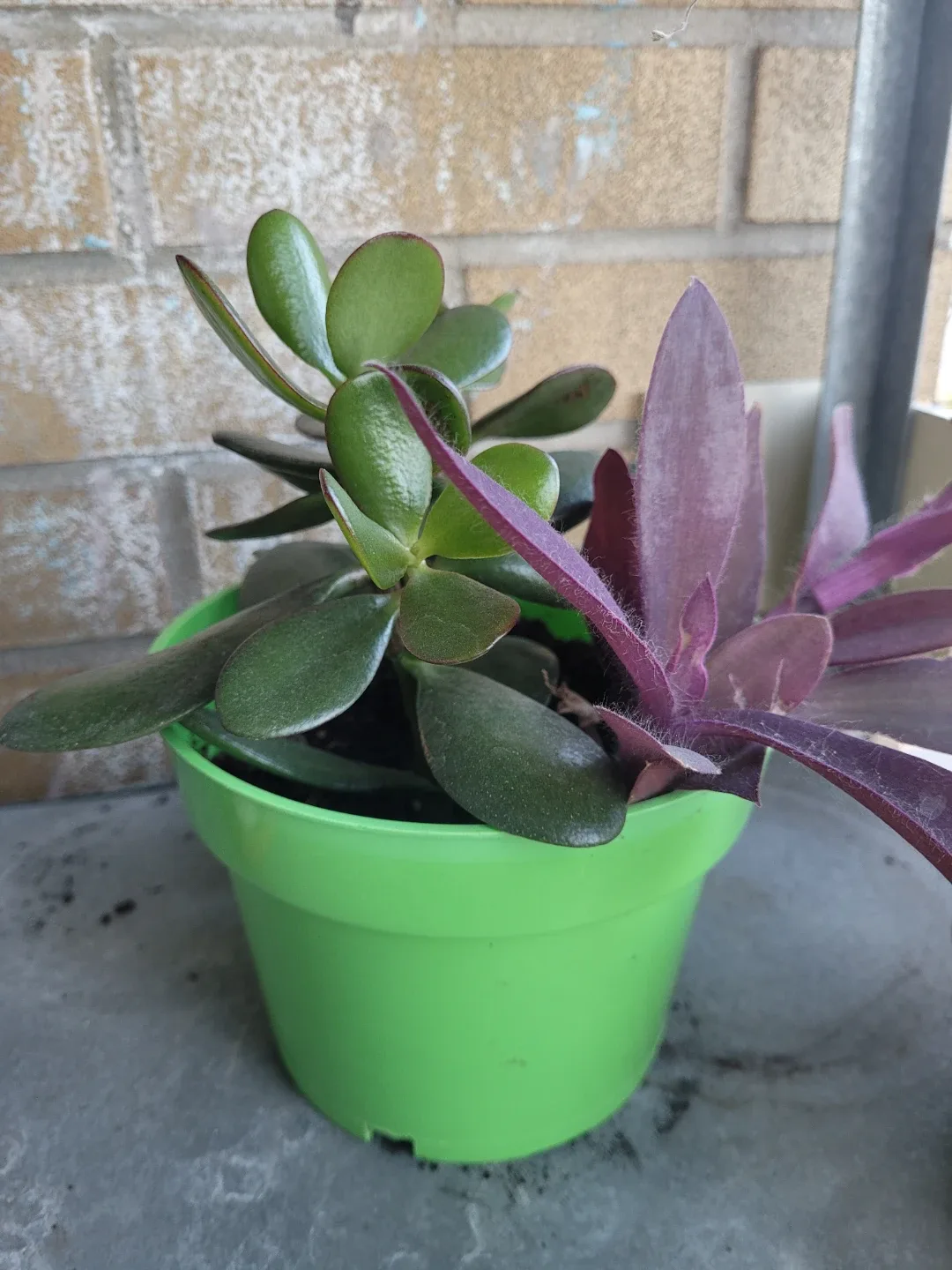 Jade plant and purple heart in pot