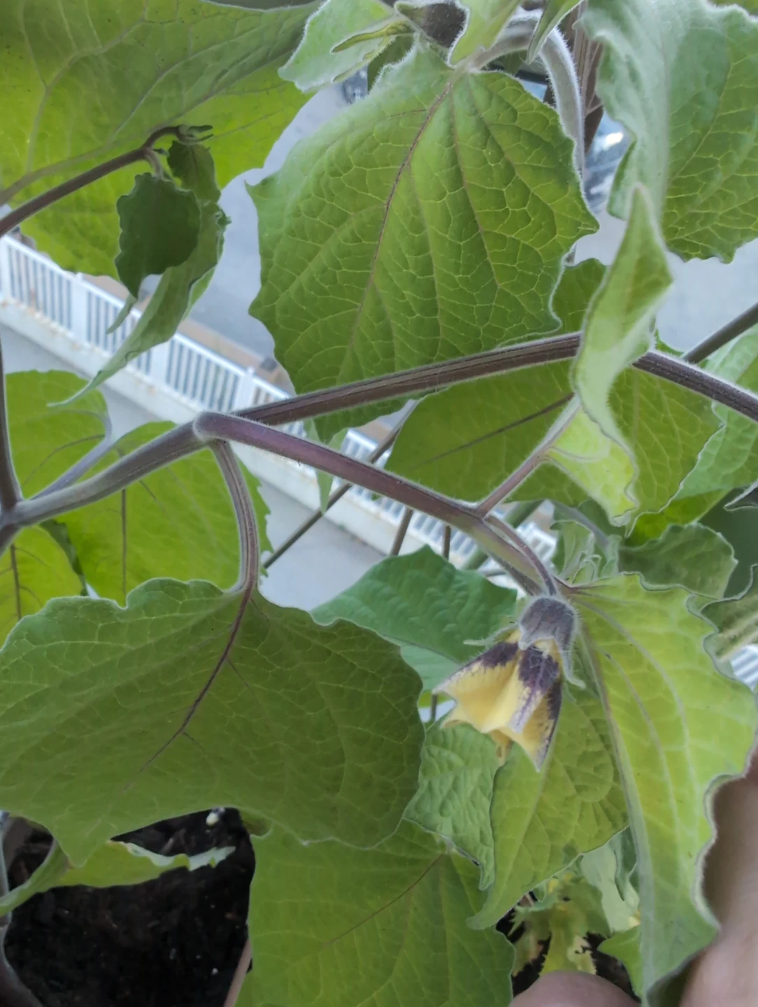 Golden berry plant in hanging pot