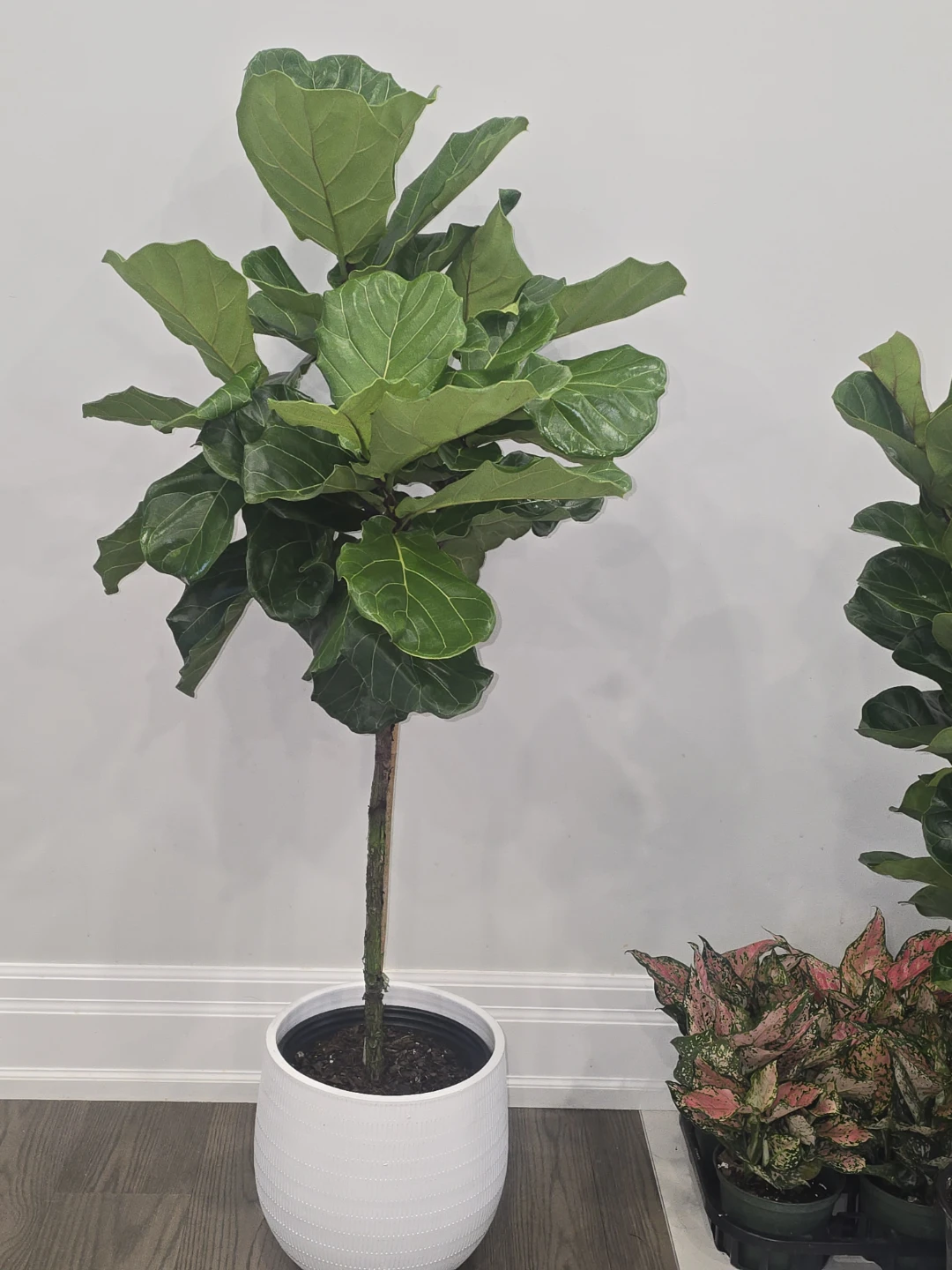 Fiddle Leaf Fig Tree  5 feey