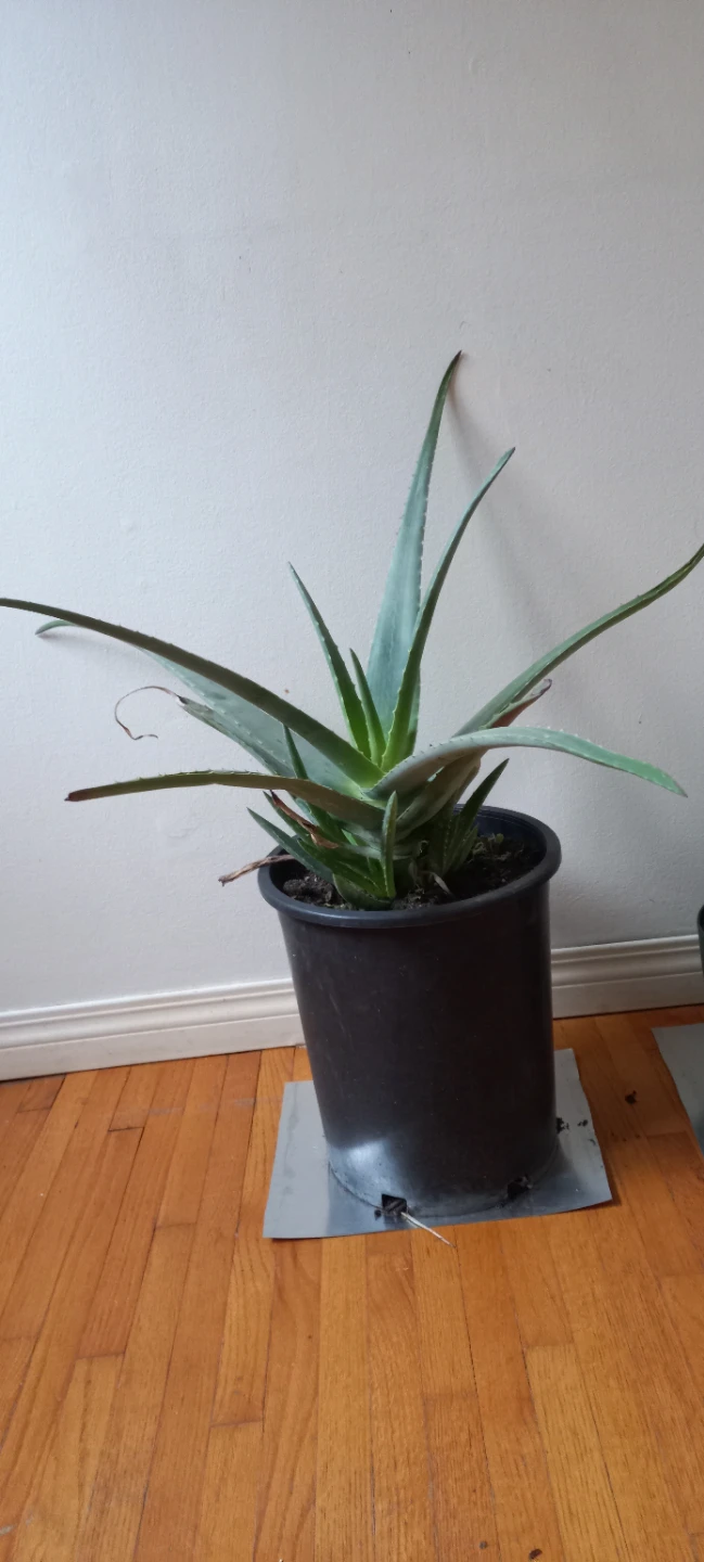 Large Potted Aloe Vera Plant
