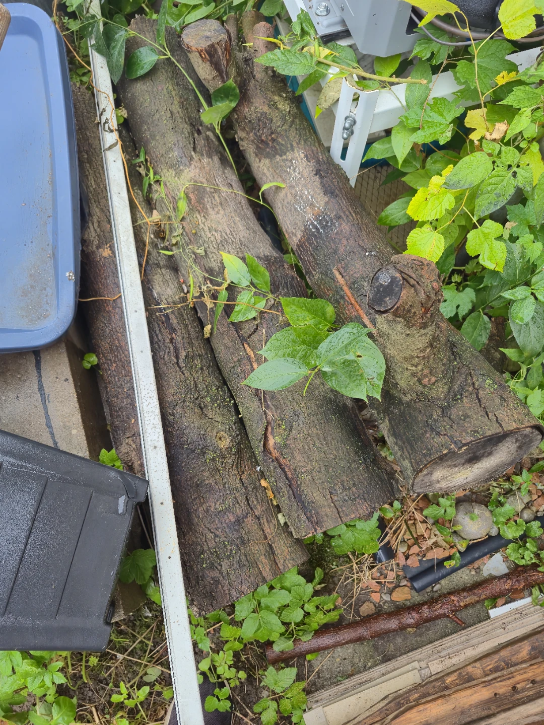 Assorted natural wood logs