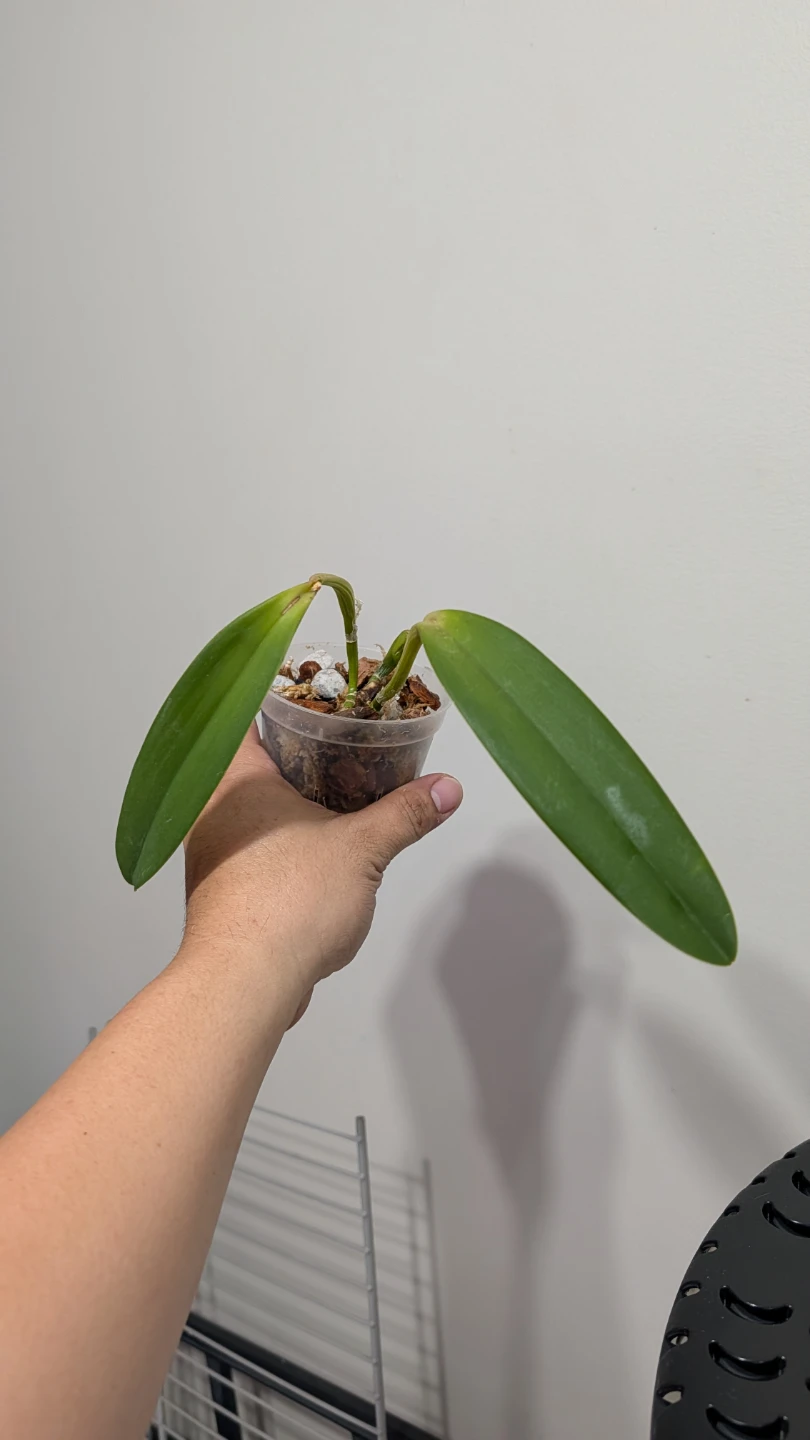 Cattleya crystelle smith orchids - photo 5