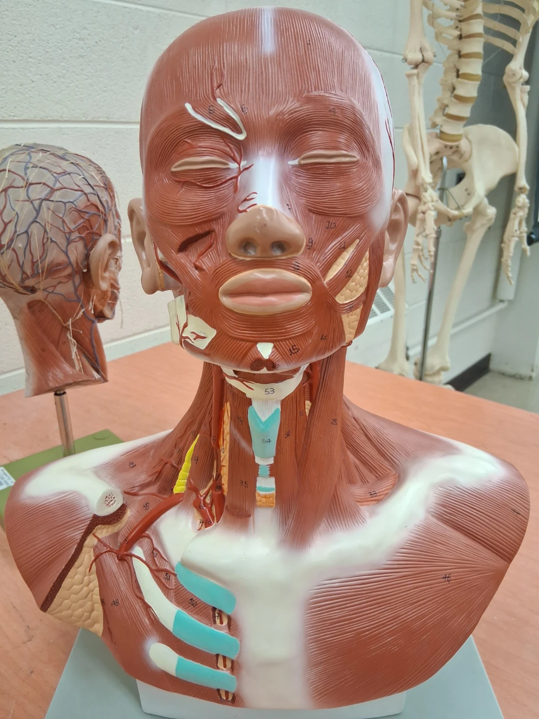 Anatomical Head and Neck Muscle Model