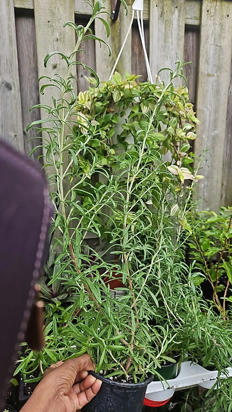 Rosemary herb plant
