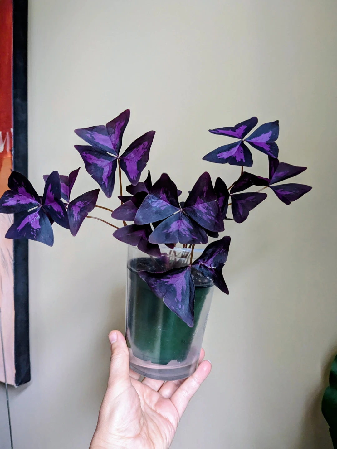 INDOOR / HOUSEPLANT OXSALIS / BUTTERFLY