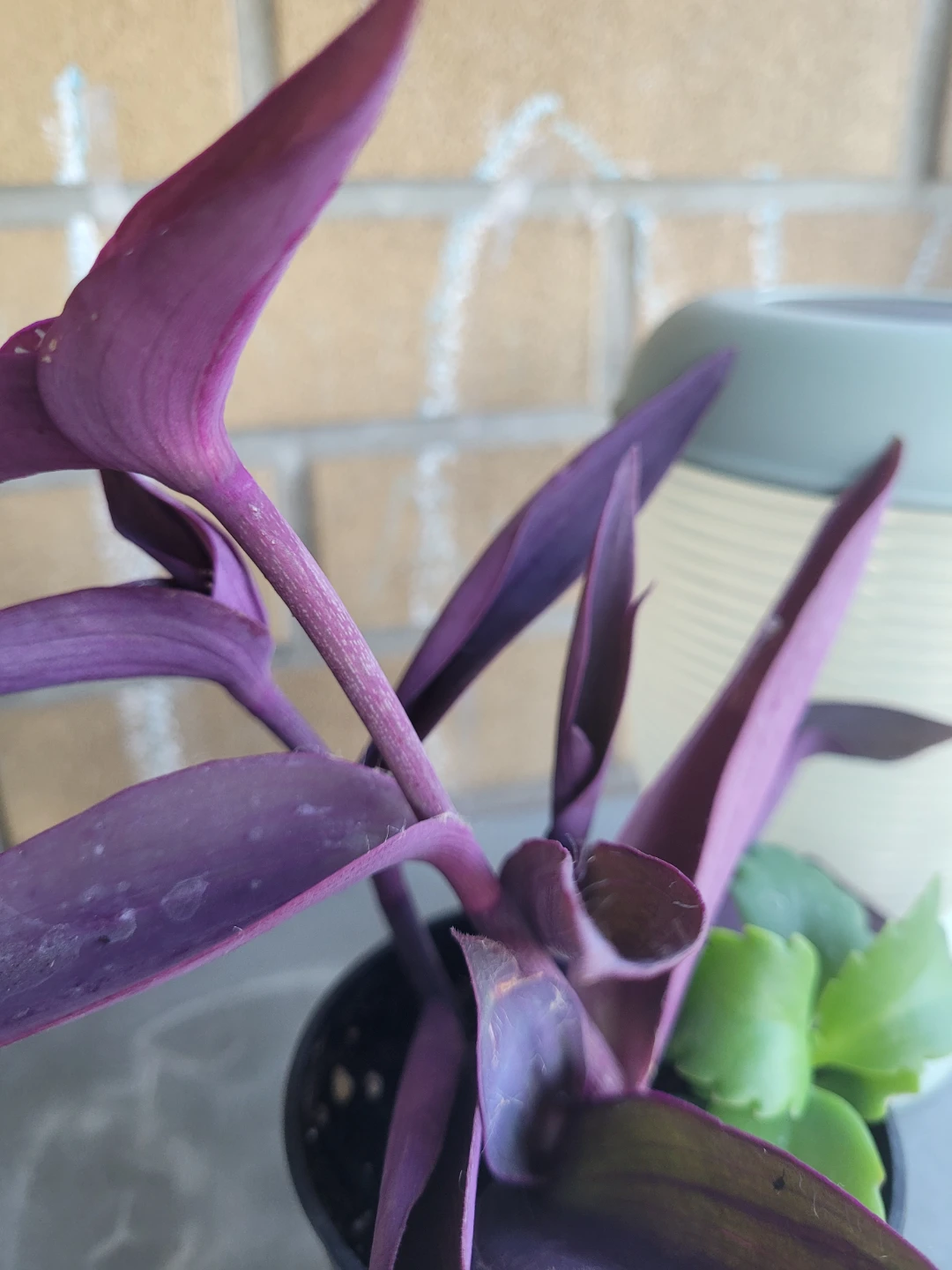 Tradescantia pallida in 4 inch pot - photo 3