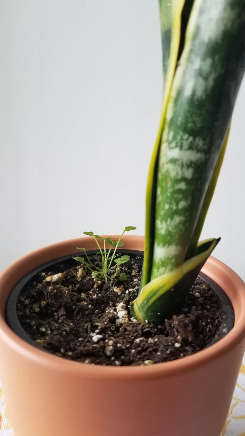 SnakePlant+Terracotta type Pot.-FIRM PRICE/READ DESCRIPTION - photo 2