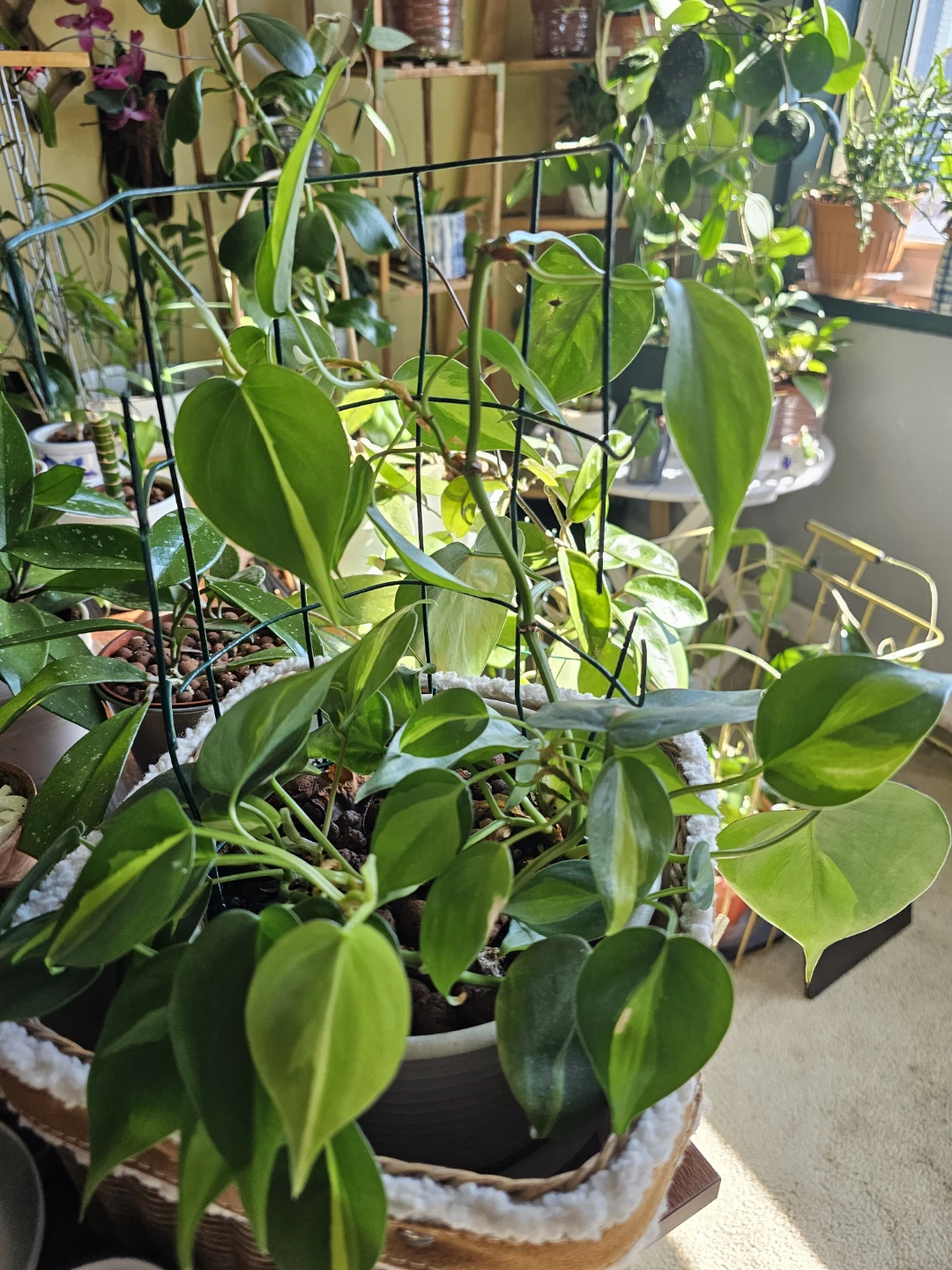 Philodendron Brasil Plant with Trellis and Basket - photo 2