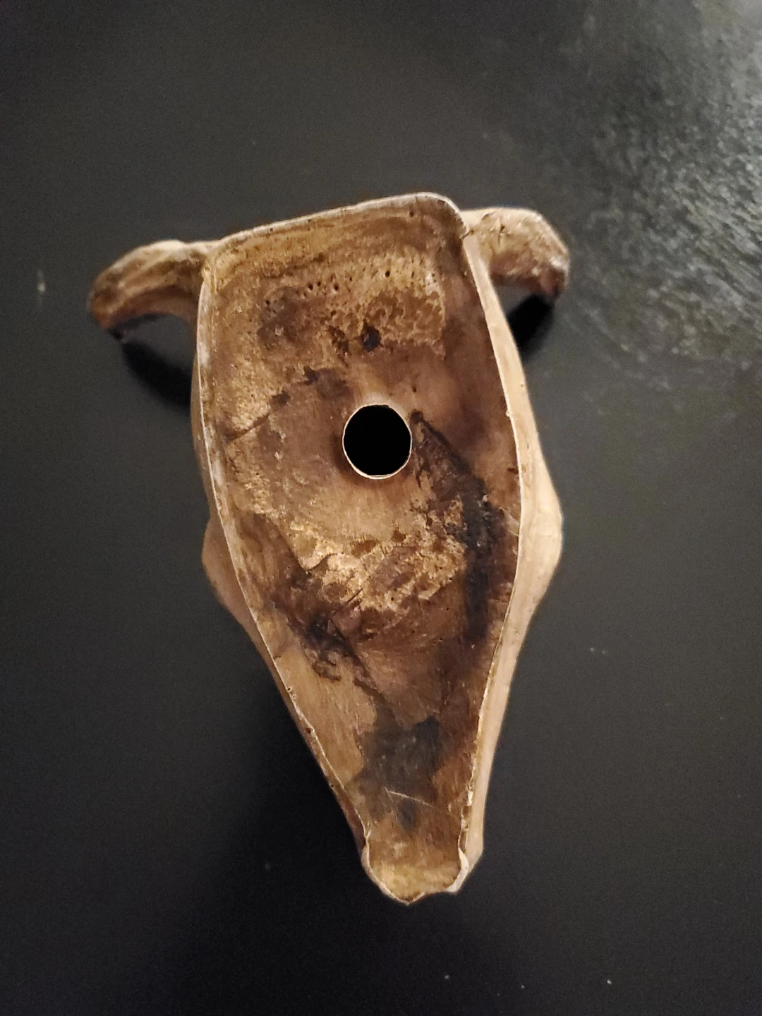 Bull Skull Decorative Planter - photo 2