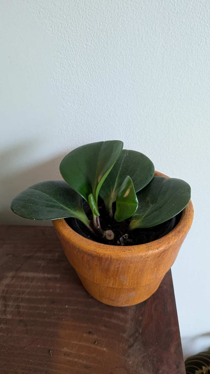 Peperomia Obtusifolia Baby Rubber Plant