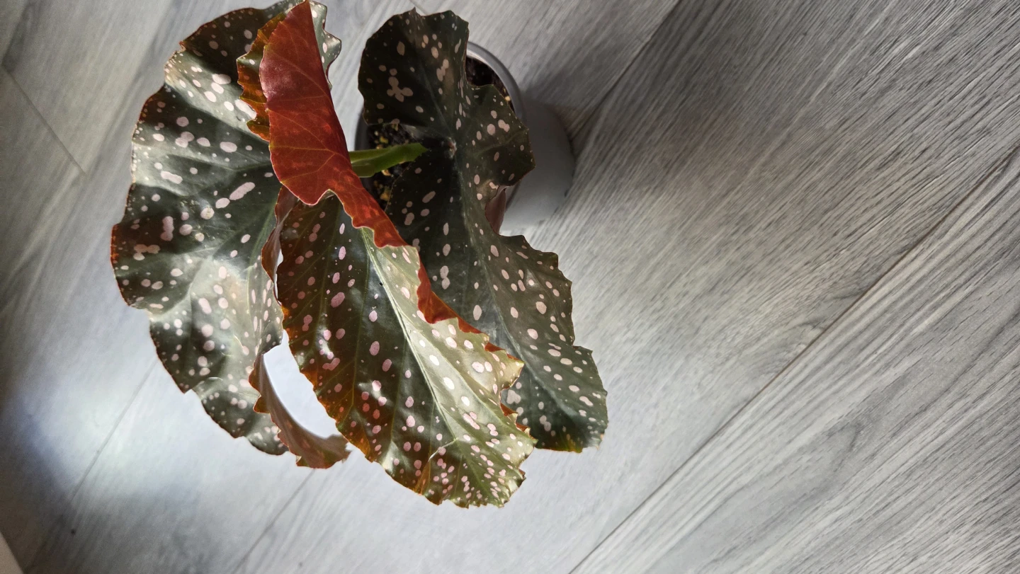 Begonia Crackling Rosie Plant - photo 5