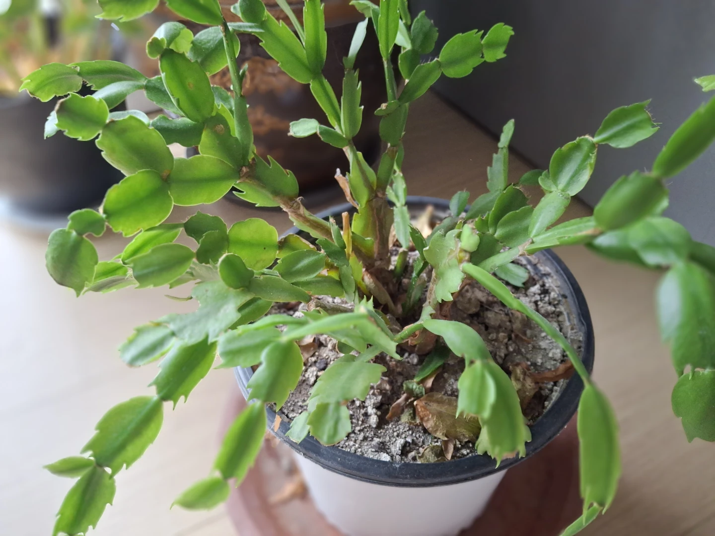 Christmas Cactus Plant