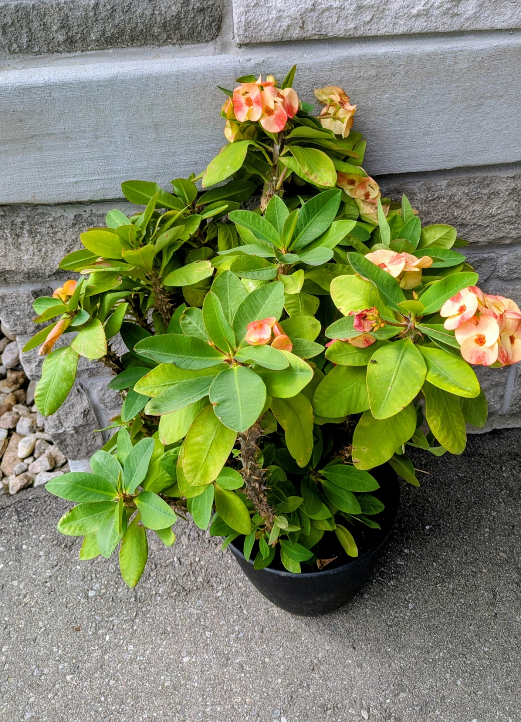 Indoor plant