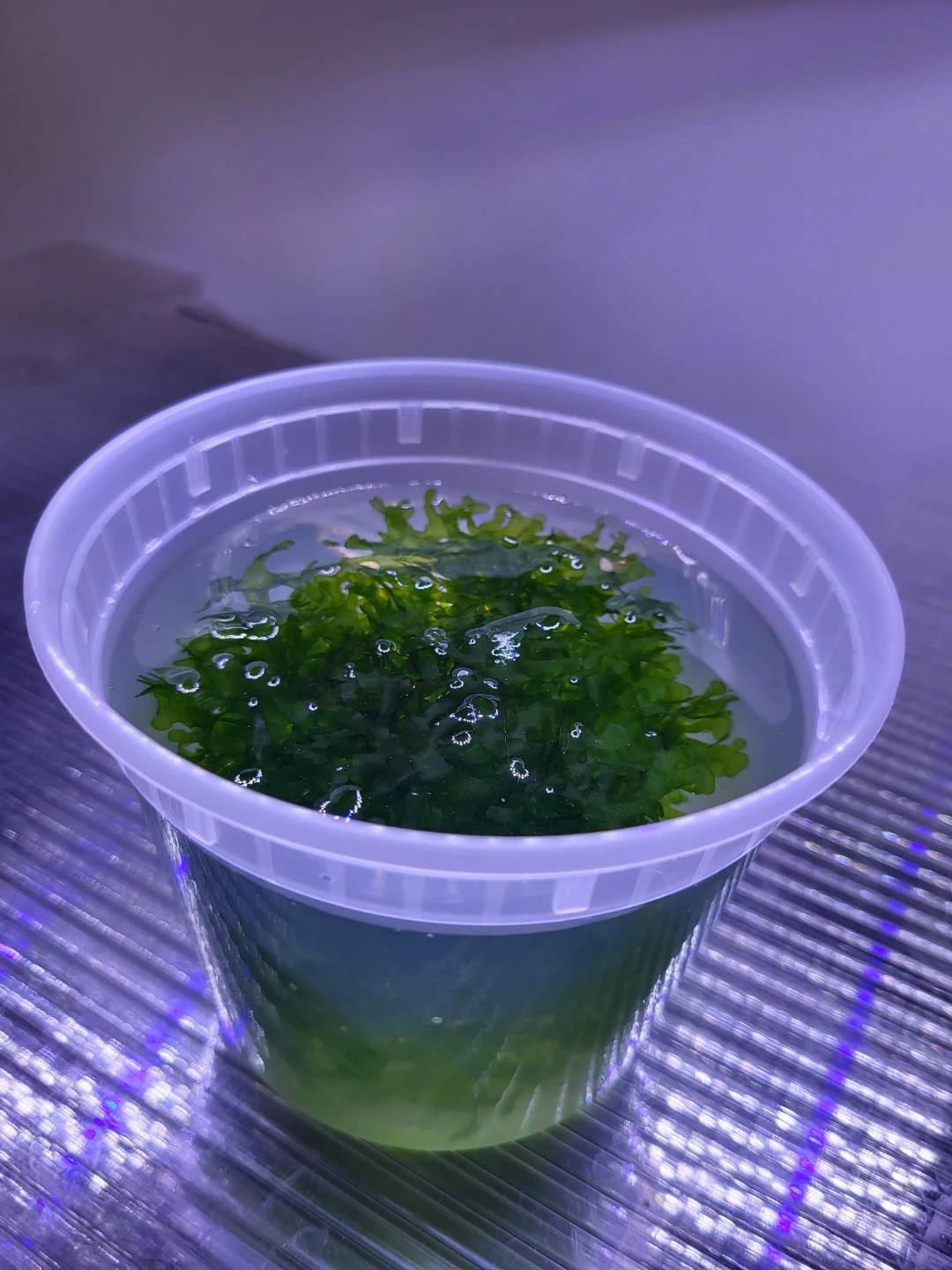 Freshwater Aquarium Subwassertang Plant - photo 3