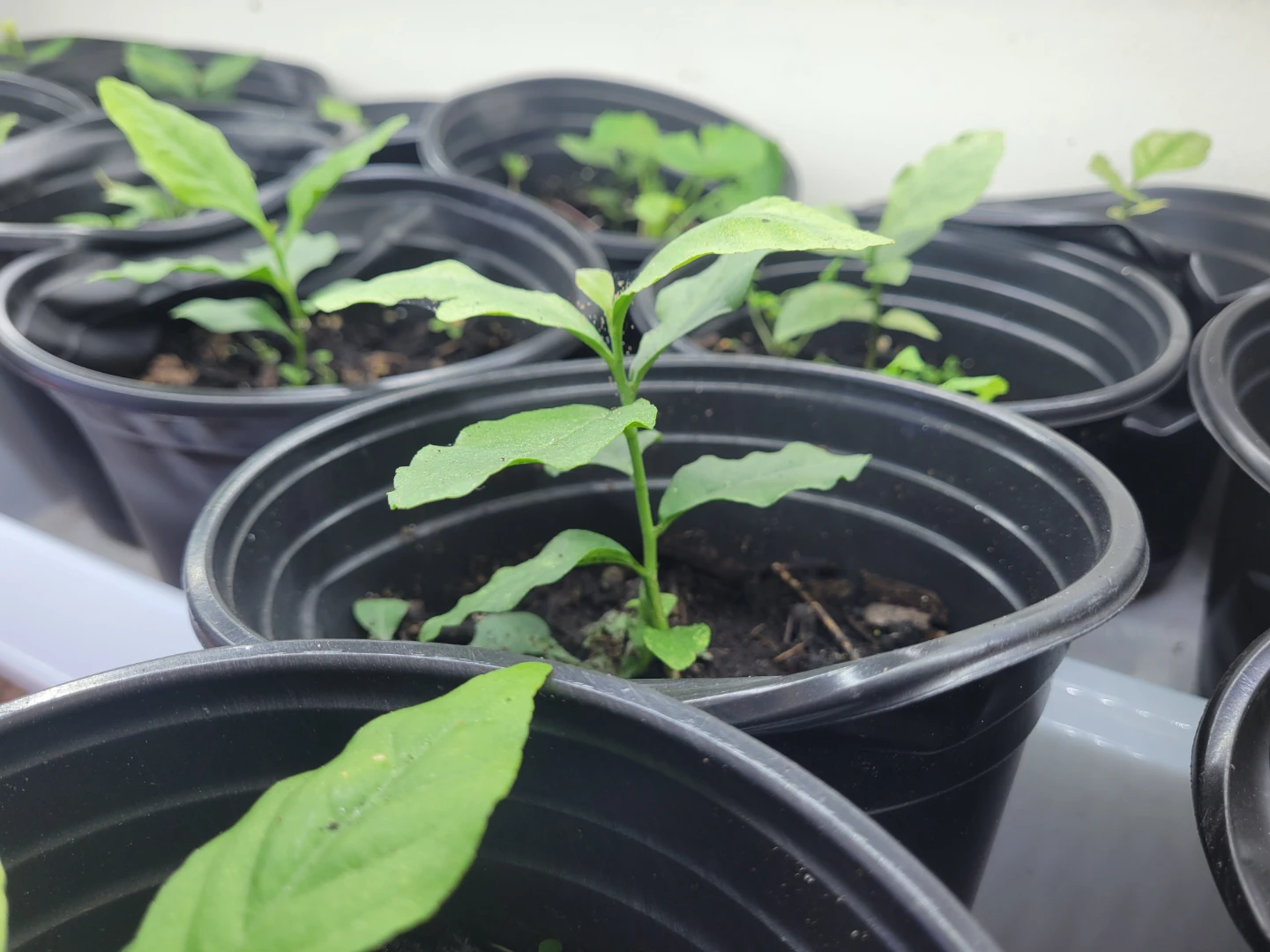 Indian Woodapple Seedling , Aegle Marmelos, Beal - photo 2