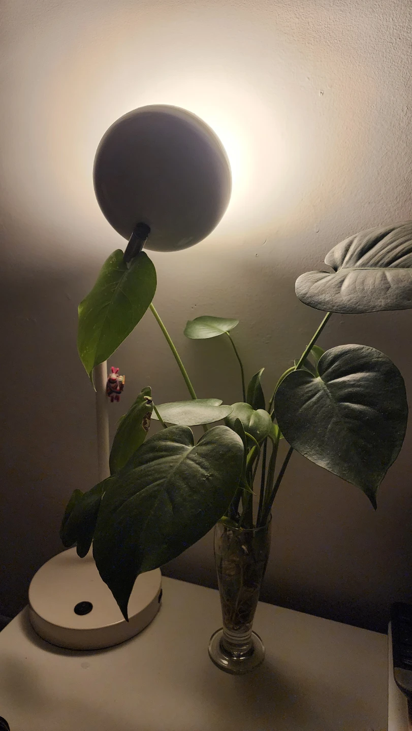 Monstera Deliciosa Plant