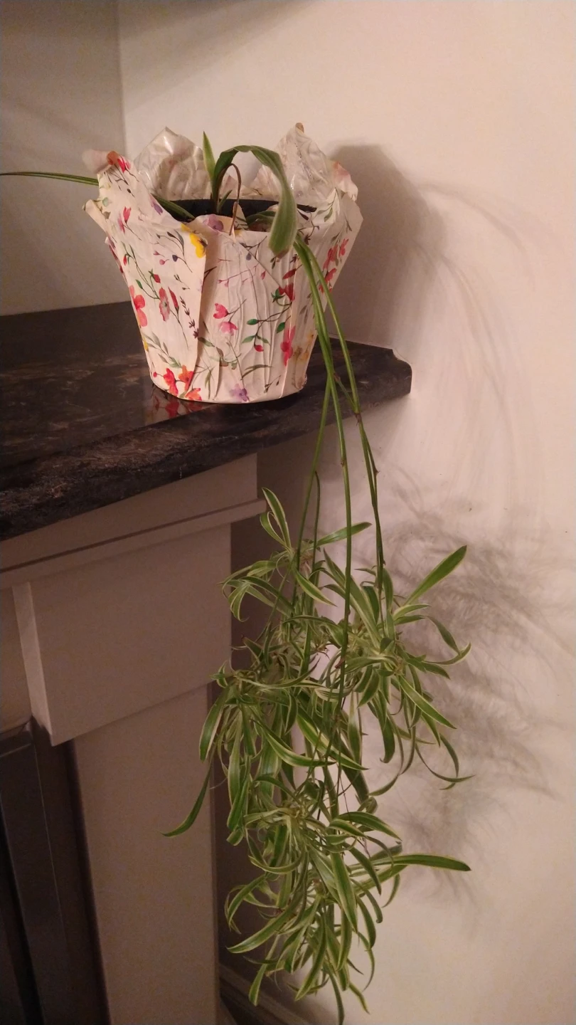 Variegated Spider Plant
