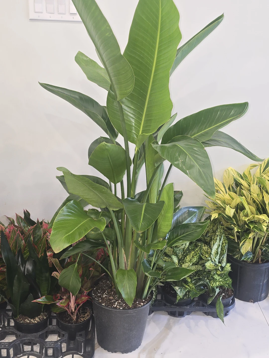 Bird of Paradise multiple plant pot.  5 feet