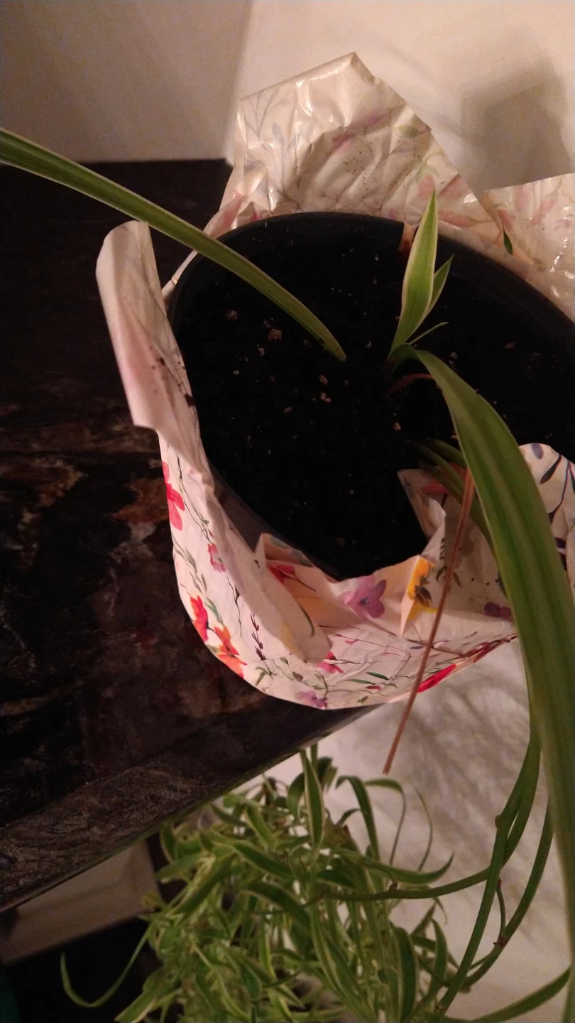 Variegated Spider Plant - photo 2