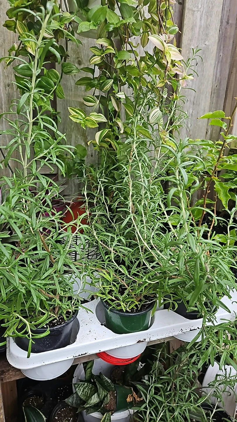 Rosemary herb plant - photo 2