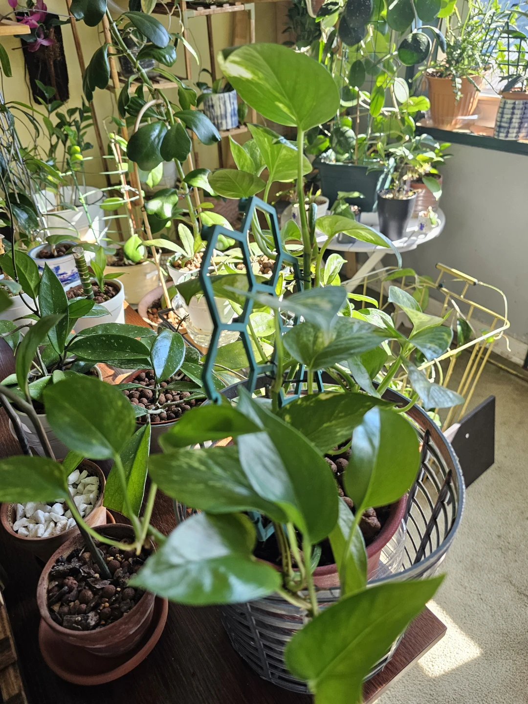 Golden Pothos with Hexagonal Trellis