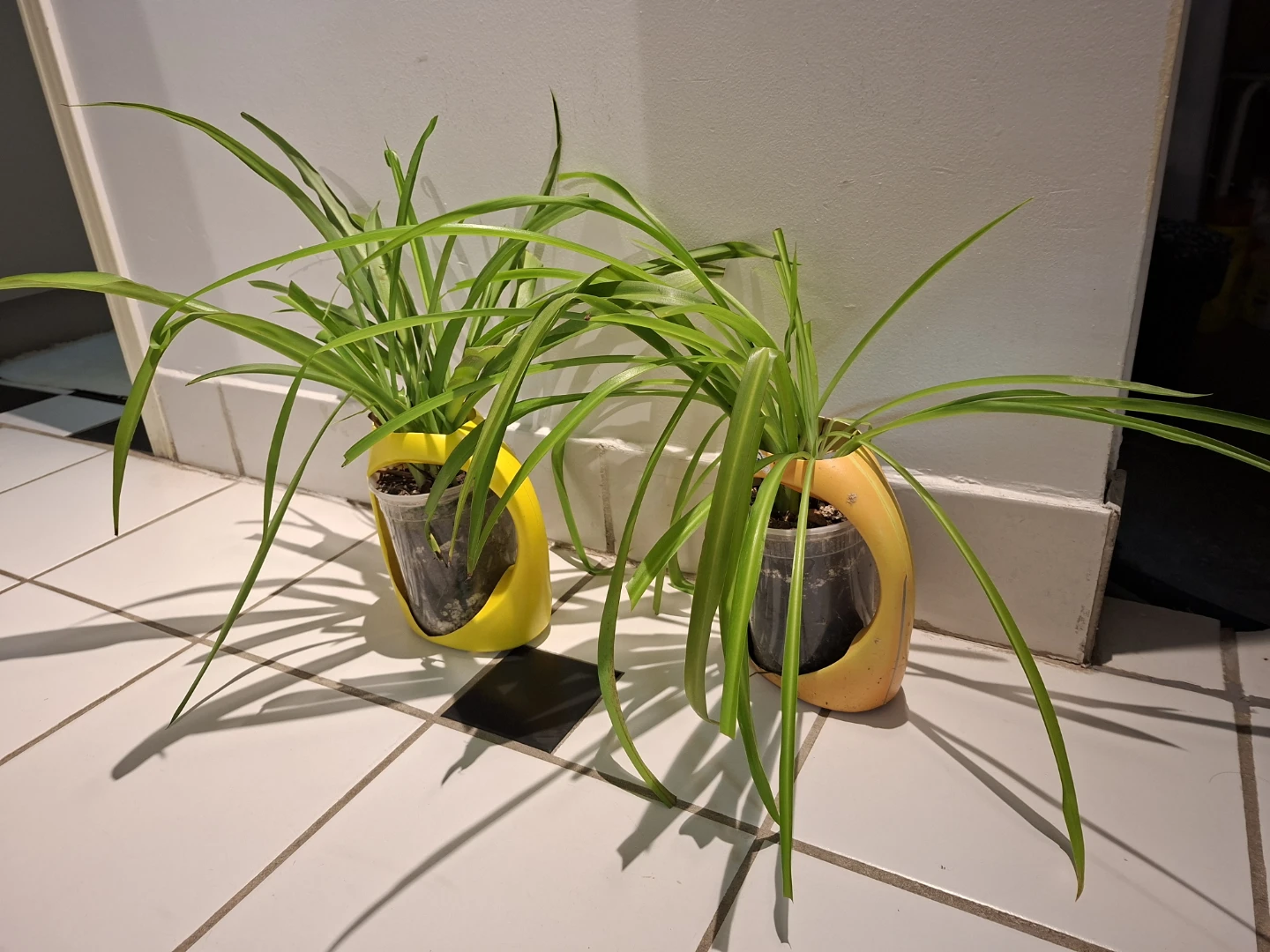 Two Spider Plants in Yellow Plastic Planters