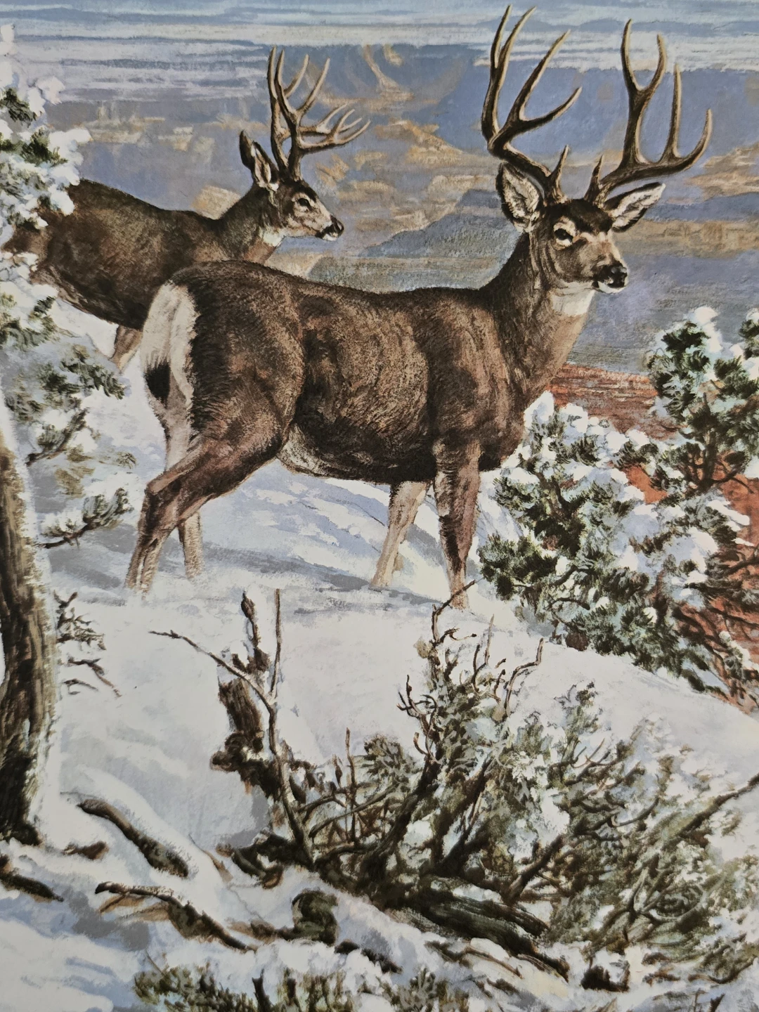 Remington Sportsman's Library Mule Deer Print - photo 2