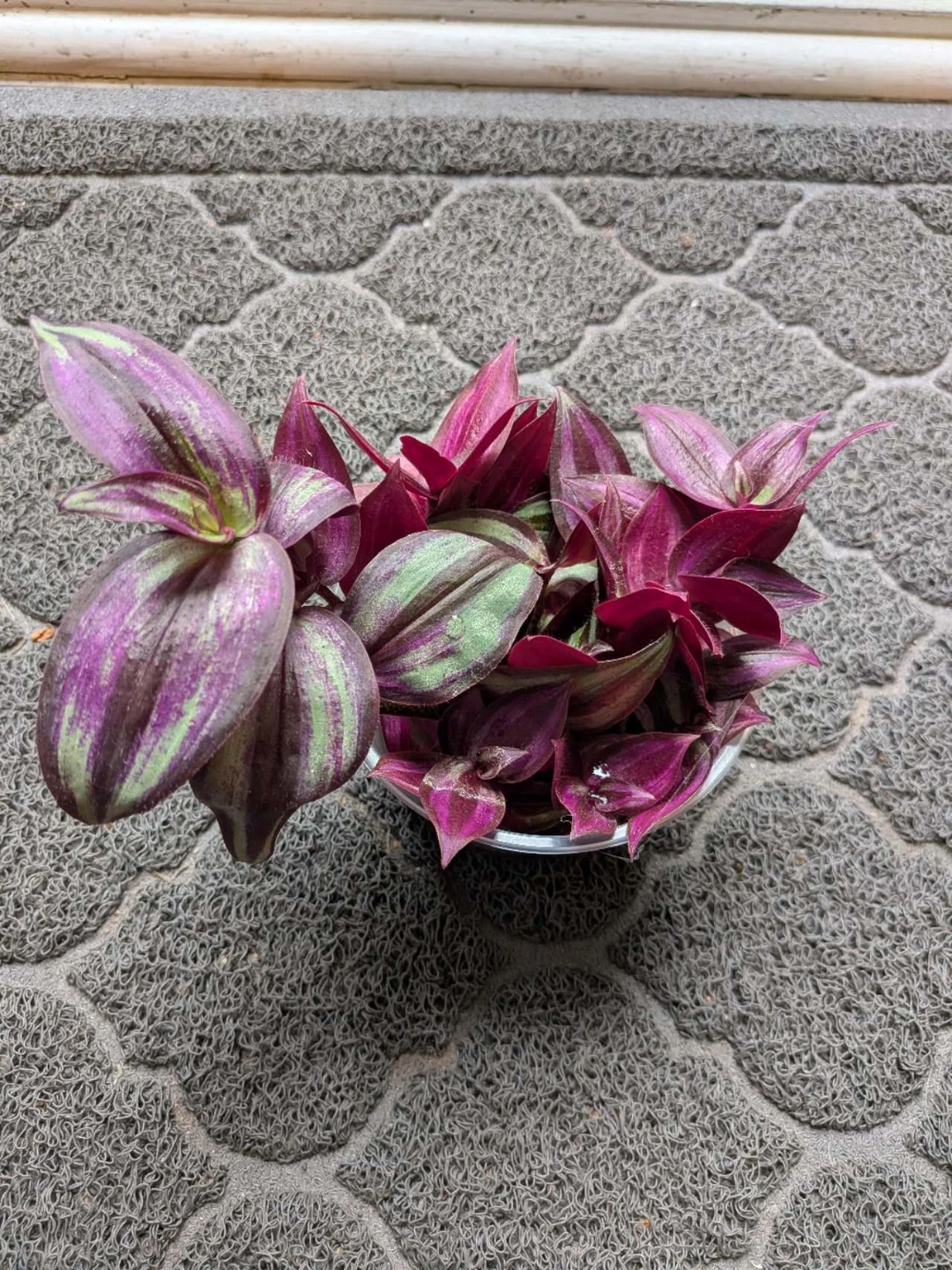 Tradescantia zebrina indoor plant