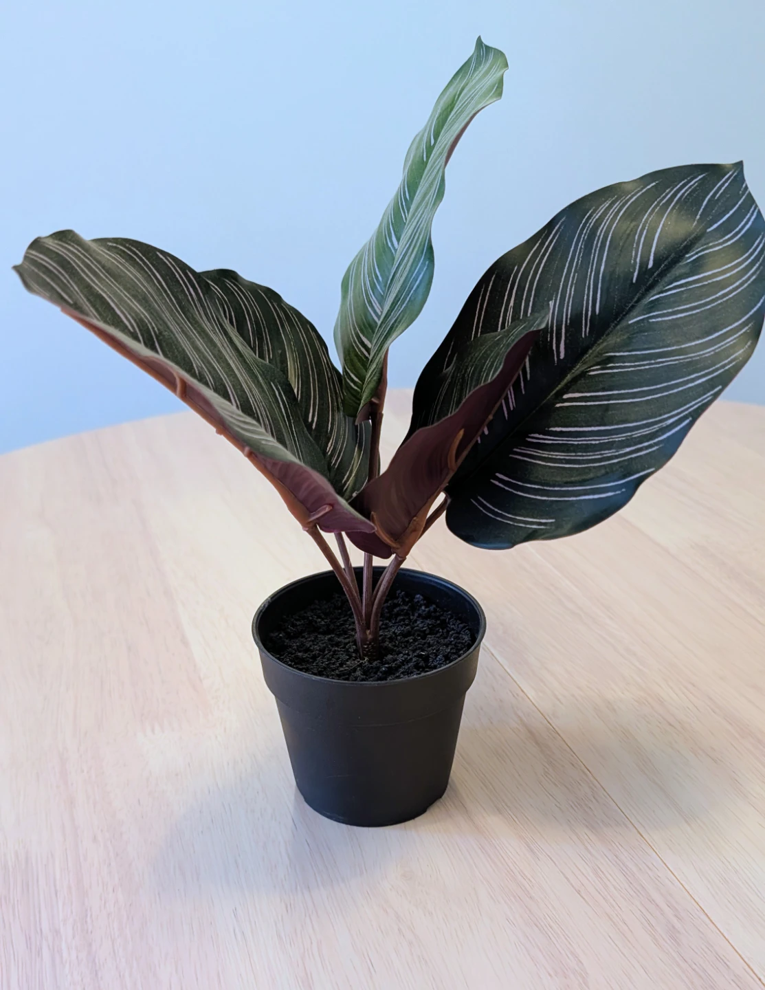 Brand New Artificial Calathea Pinstripe Plant