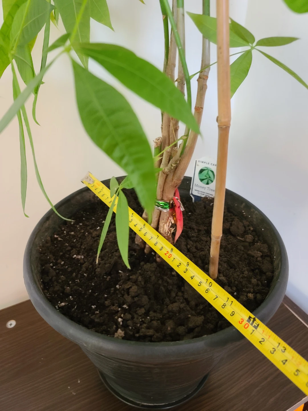 [Moving Sale] Healthy & Vibrant 1.3m Money Tree with Pot - photo 4