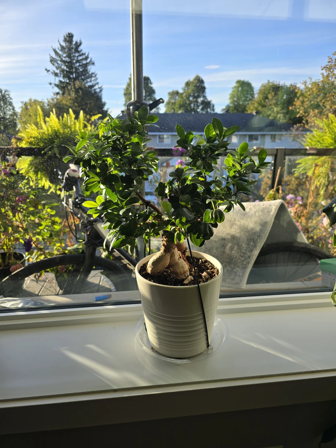 Ficus Ginseng Bonsai Tree - photo 5