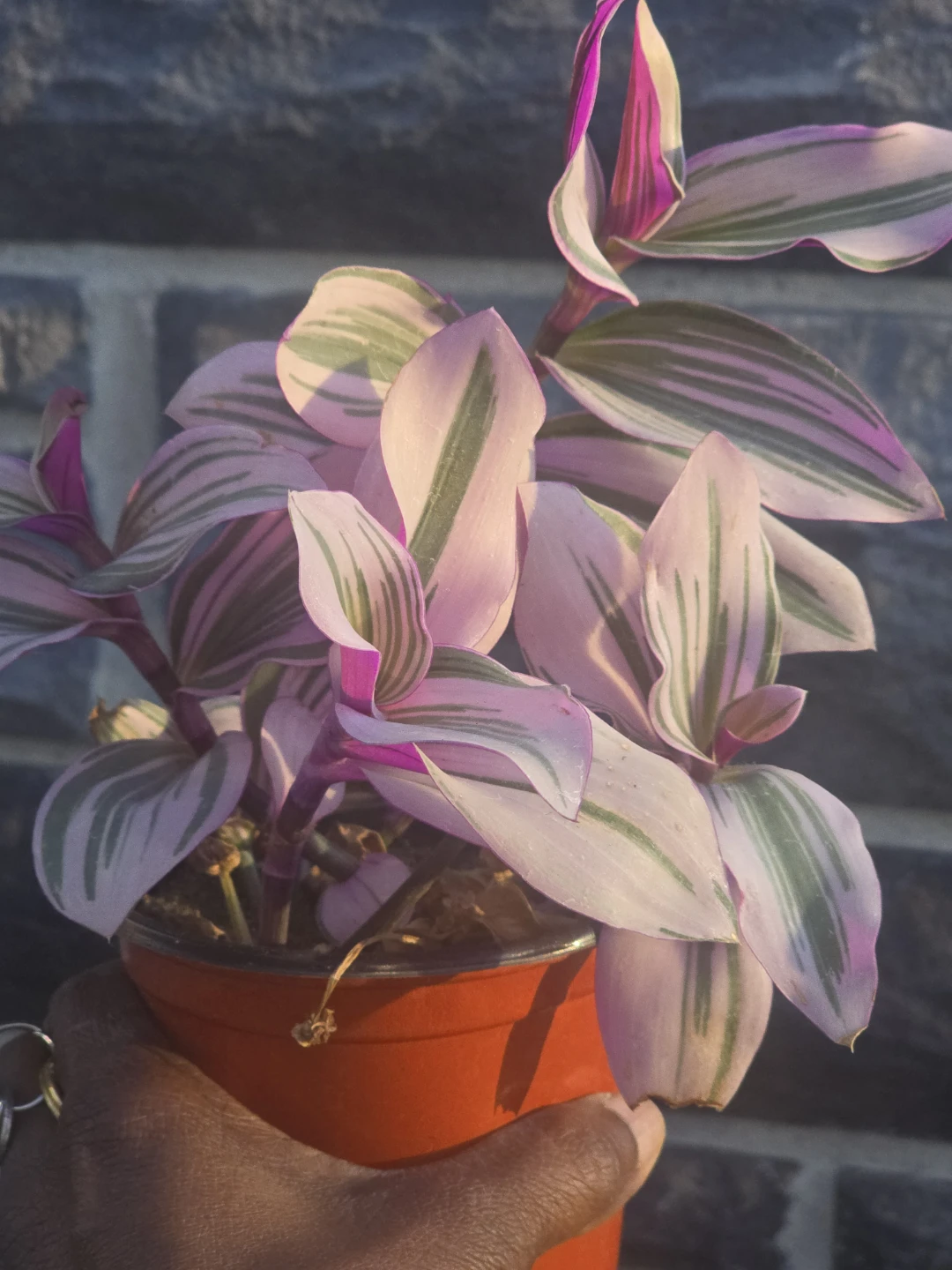 Tradescantia Nanouk Houseplant - photo 3