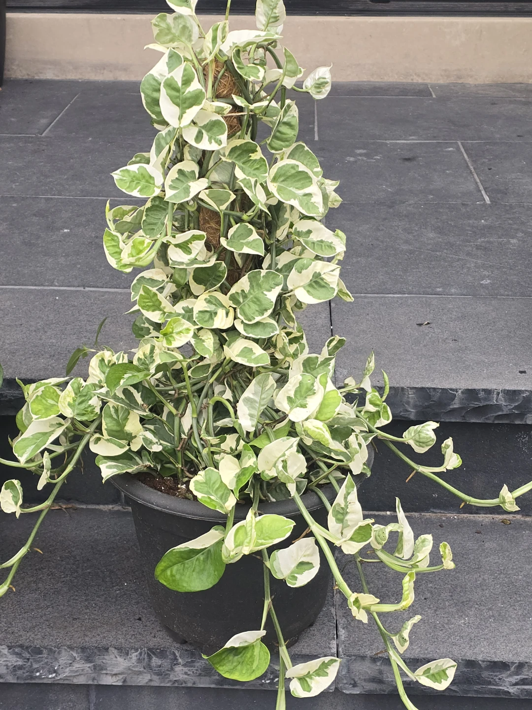Variegated Pothos Plant with Moss Pole