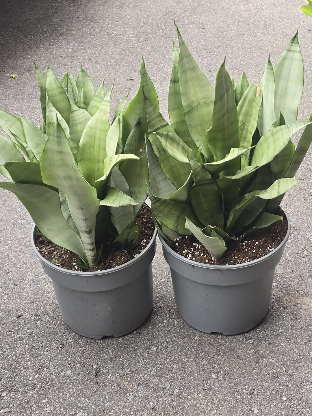 Snake Plant moonshine 2 gallon pot - photo 3