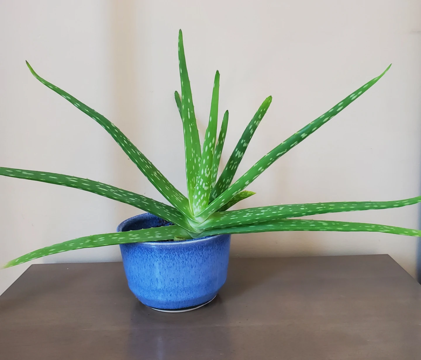 12" Tall Aloe Vera in Ceramic Pot