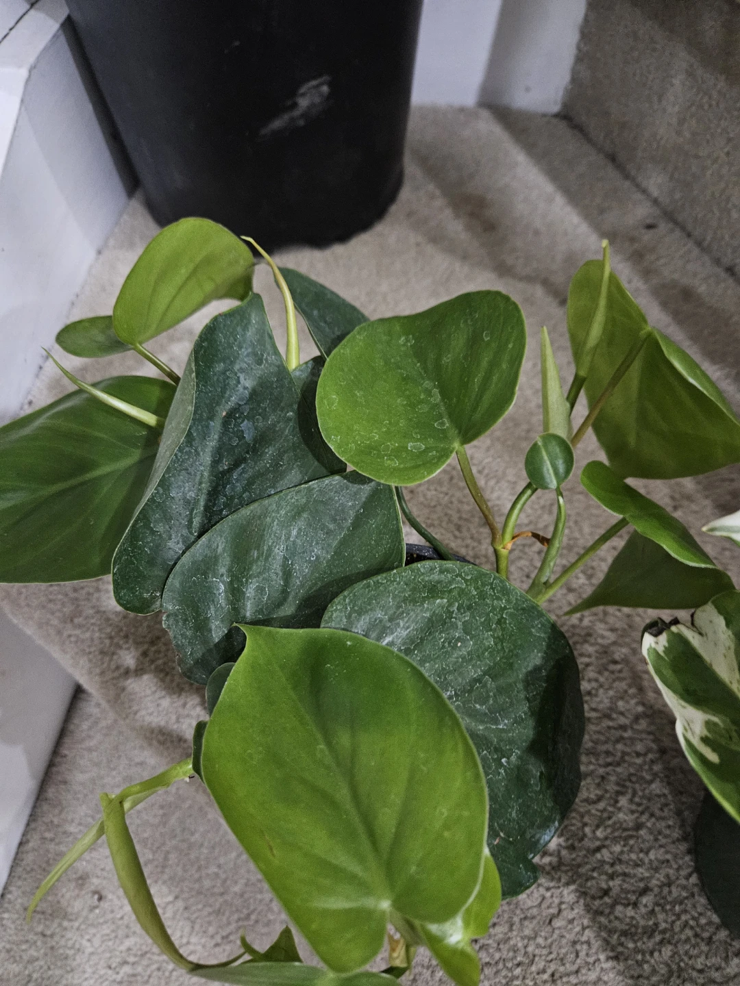 Heartleaf Philodendron