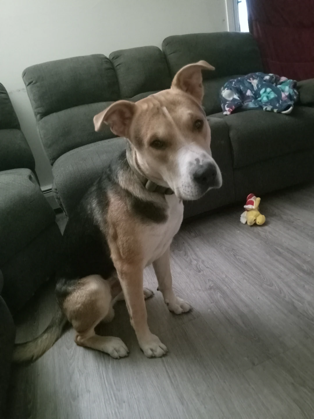 Miss dog in Rundle went missing at 1130