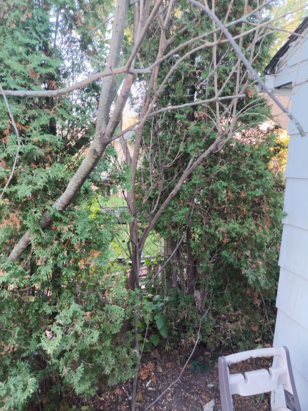 Free Firewood 15 small trees to cut down for wood - photo 2