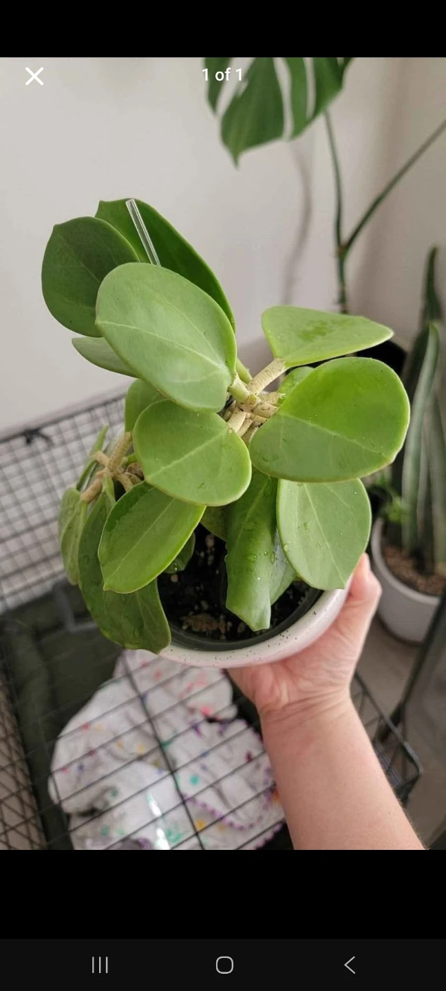 Hoya pachyclada