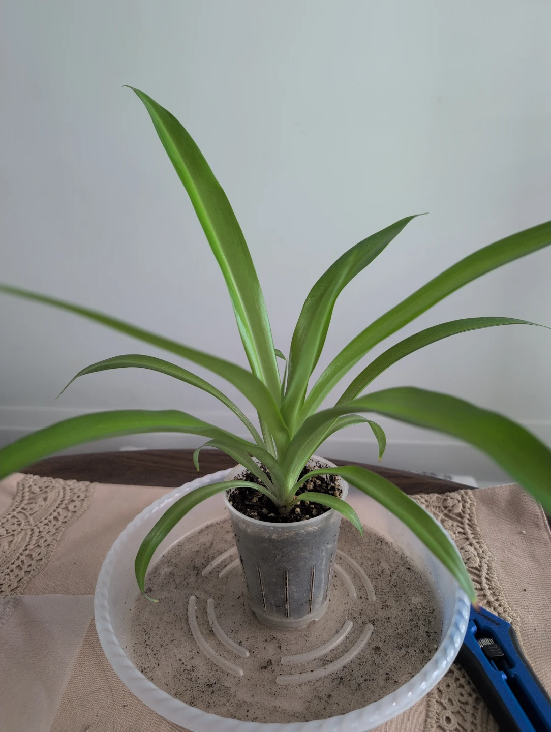 Spider Plant B