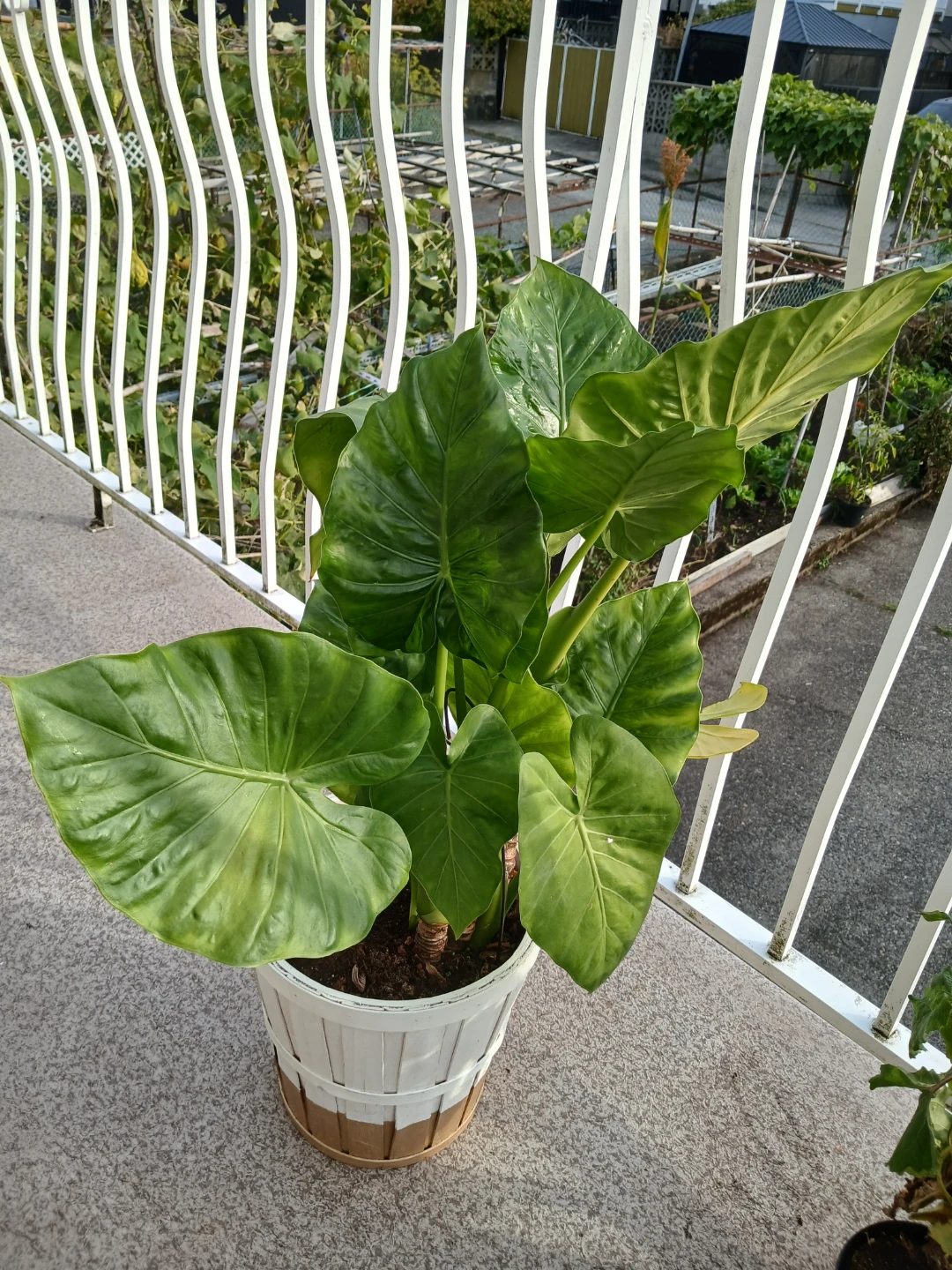 Beautiful Alocasia -A Tropical Statement Plant - photo 3