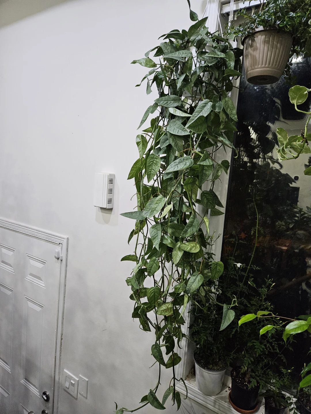 Cebu Blue Pothos Hanging Plant - photo 4