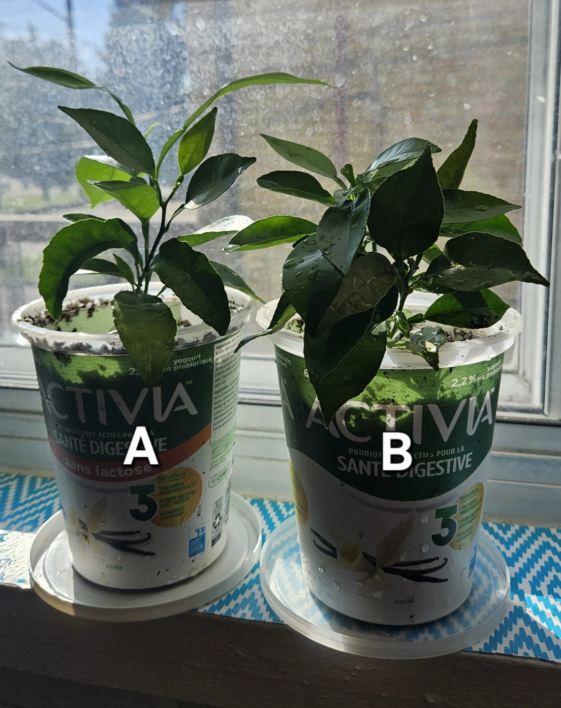 Orange Tree Seedlings ($5 each) - photo 2
