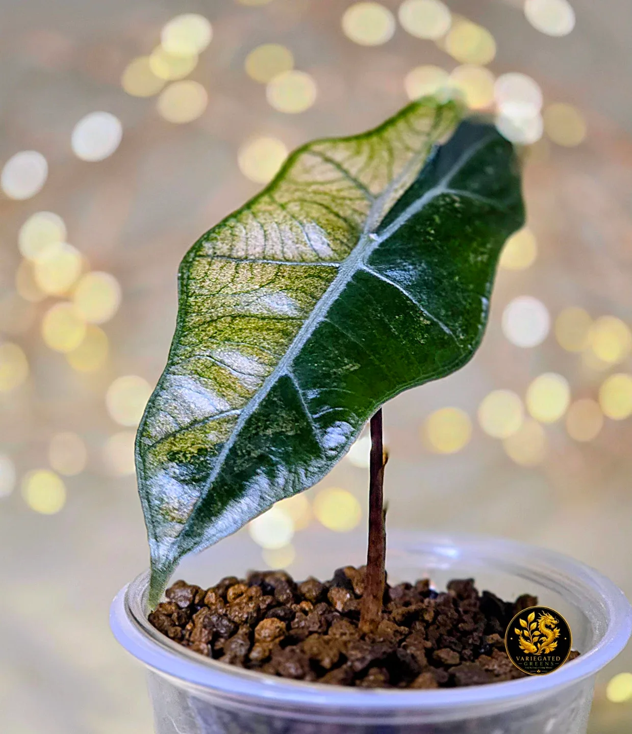 Alocasia pseudosanderiana “Rosewood Divide” - photo 3