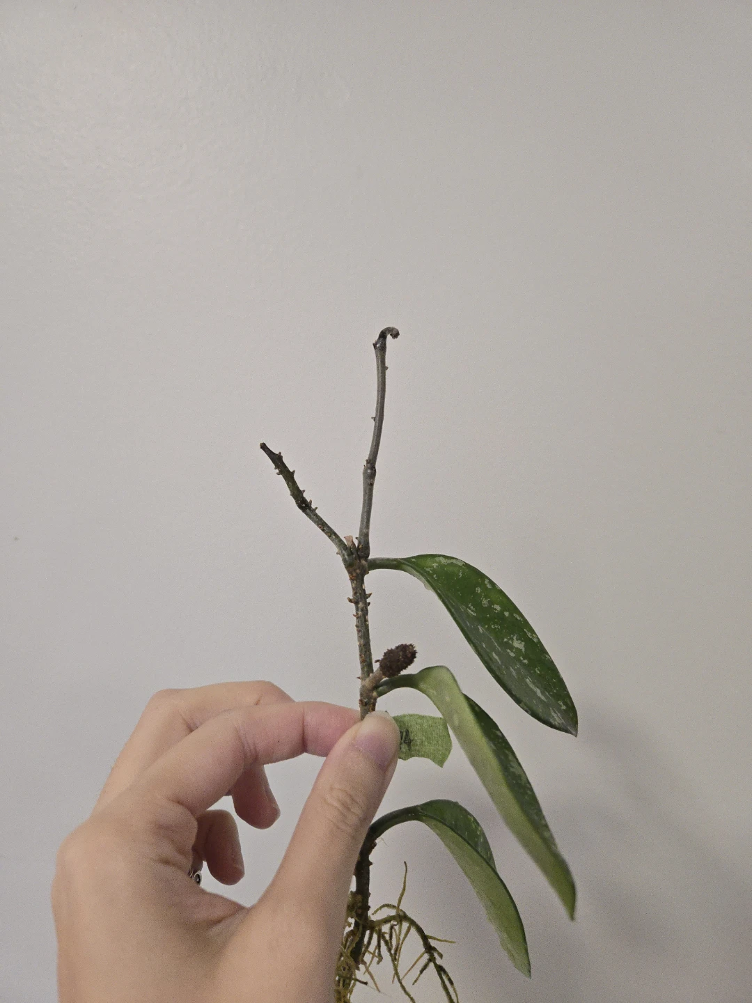 Hoya AH074 rooted cutting with peduncle B - photo 2