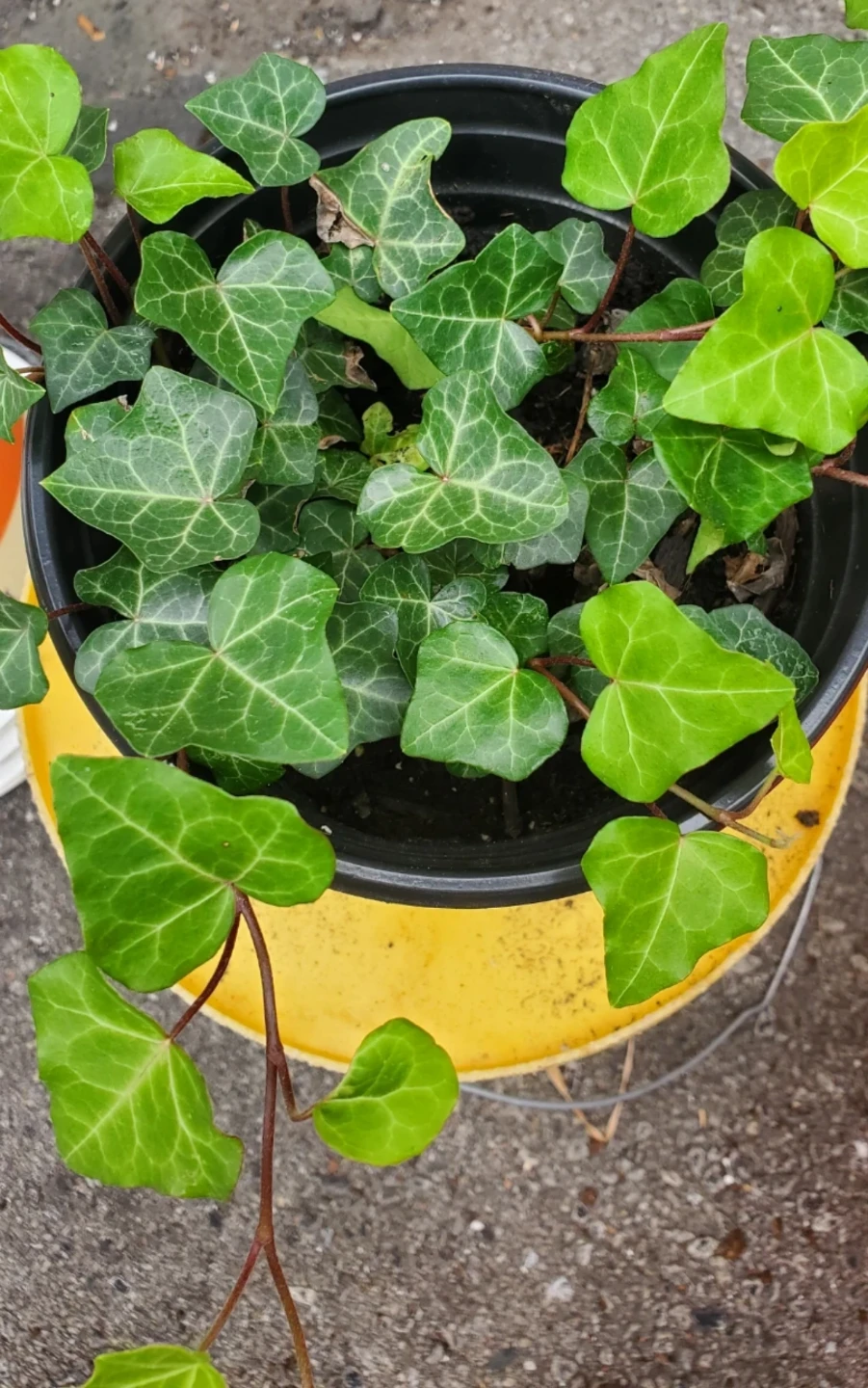 English Ivy Potted Plant - photo 2