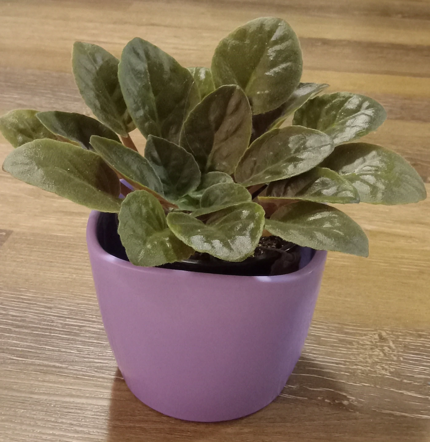 Purple ceramic plant pot - photo 4